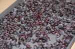smaller_Blueberry tray close-up